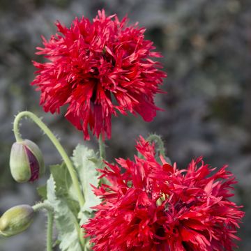 Papaver somniferum Crimson Feathers - Opium Poppy seeds