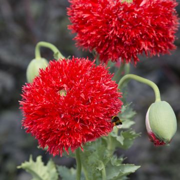 Papaver somniferum Laciniatum Scarlet - Opium Poppy seeds