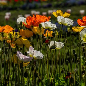 Pavot d'Islande Artist’s Glory - Papaver nudicaule
