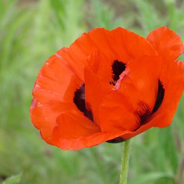 Pavot d'Orient varié - Papaver orientale Oosterse Klaproos 