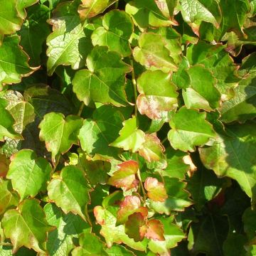 Parthenocissus tricuspidata Minutifolia- Boston Ivy