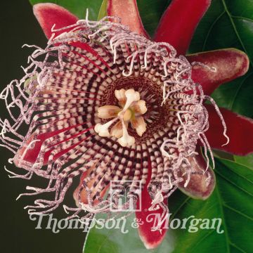 Passiflora alata seeds