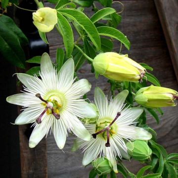 Passiflora caerulea Constance Elliot- Passion Flower