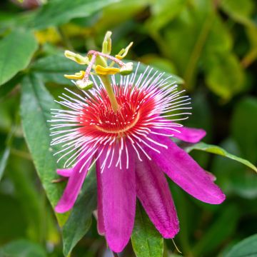 Passiflora Anastasia- Passion Flower