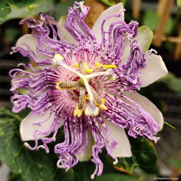Passiflora Eia Popeia- Passion Flower