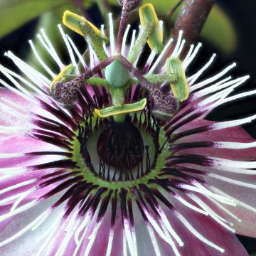 Passiflora Eden- Passion Flower