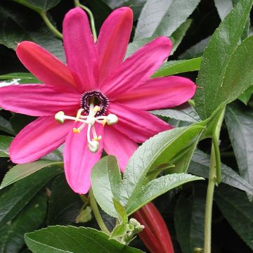 Passiflora Exoniensis- Passion Flower