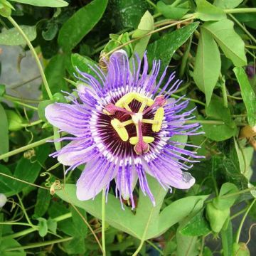 Passiflora caerulea Purple Haze- Passion Flower