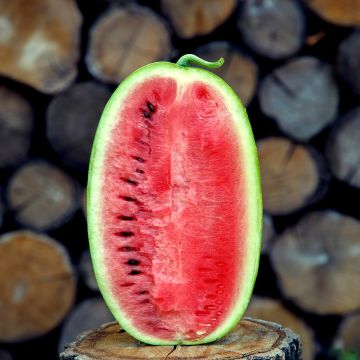 Watermelon Little Darling F1 - Citrullus lanatus