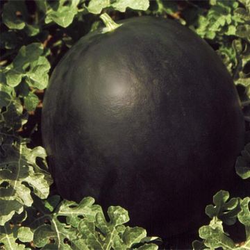 Watermelon Pata Negra F1 - Citrullus lanatus