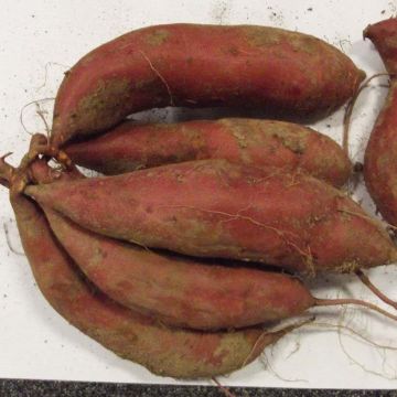 Sweet Potato Beauregard - Ipomoea batatas