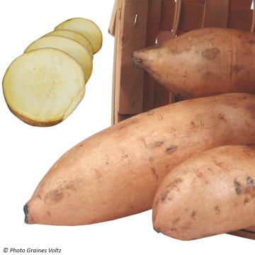 Organic Sweet Potato Bonita - Ipomoea batatas