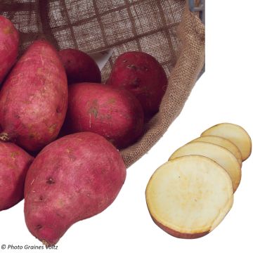 Organic Sweet Potato Murasaki 29 plants - Ipomoea batatas
