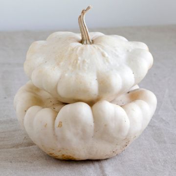 Apple gourd - Cucurbita pepo var. ovifera