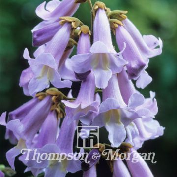 Paulownia tomentosa Seeds - Foxglove Tree
