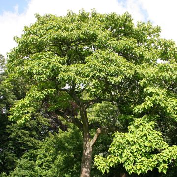 Paulownia tomentosa - Foxglove Tree