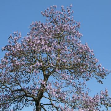 Paulownia Tomentosa 