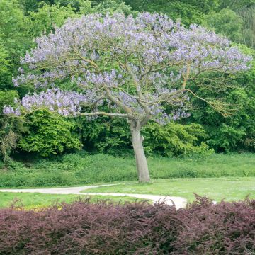 Paulownia tomentosa Hulsdonk - Foxglove Tree