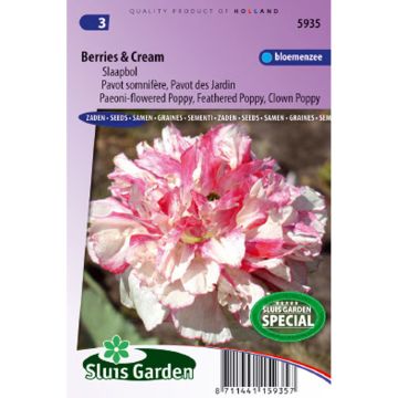 Opium Poppy Berries & Cream Seeds - Papaver somniferum