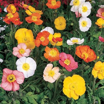 Iceland Poppy Champagne Bubbles Mix