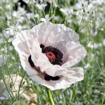 Papaver orientale Snow Goose