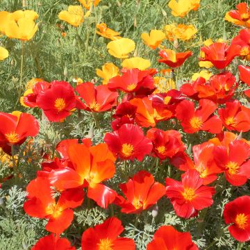 Seeds of California Poppy 'Red Chief' - Eschscholzia californica