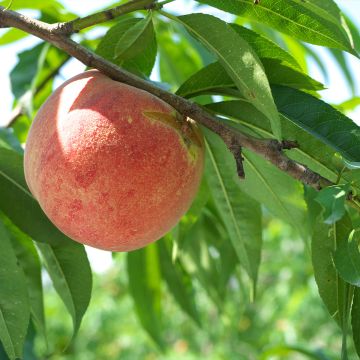 Prunus persica Andromeda - Peach Tree