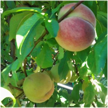 Prunus persica Charles Roux - Peach Tree
