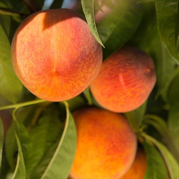 Prunus persica Madeleine de Courson - Peach Tree