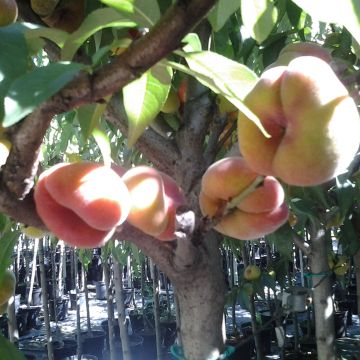 Prunus persica Peento - Flat Peach Tree