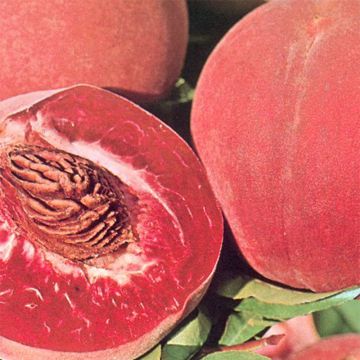 Prunus persica Sanguine -  Organic Peach Tree