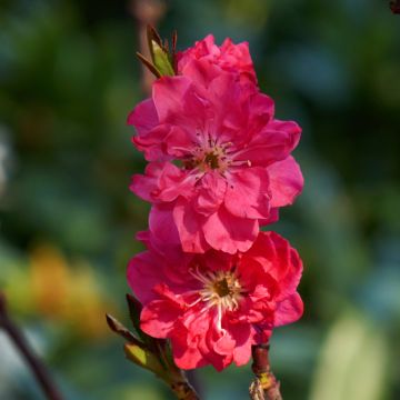 Prunus persica Taoflora Red - Pêcher à fleurs rouge framboise