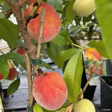 Prunus persica Fruit Me Peach Me Red - Dwarf Nectarine Peach Tree