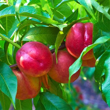 Prunus persica Fruit Me Necta Me - Dwarf Nectarine Peach Tree