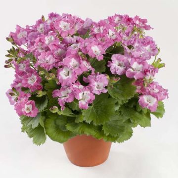 Pelargonium Bermuda Pink - Regal Geranium