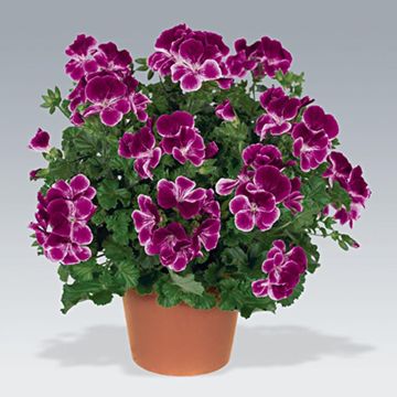 Pelargonium Angeleyes Randy