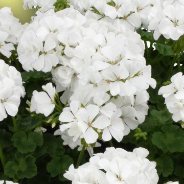 Pelargonium TwoinOne White