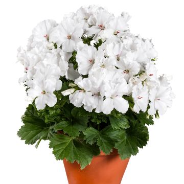 Pelargonium Candy Flowers White