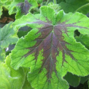 Pelargonium x tomentosum Chocolate