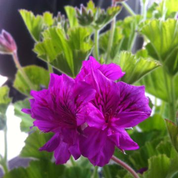 Pelargonium cucullatum