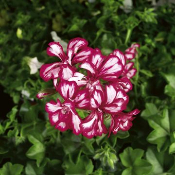 Pelargonium Rouletta - Ivy Geranium