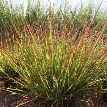 Pennisetum alopecuroides Windy Simonette - Chinese Fountain Grass