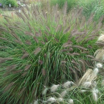 Pennisetum alopecuroides f. viridescens - Chinese Fountain Grass
