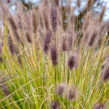 Pennisetum alopecuroïdes Black Beauty - Chinese Fountain Grass