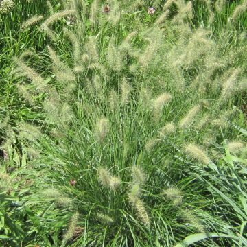 Pennisetum alopecuroïdes Cassian