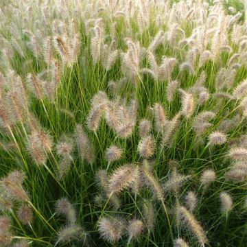 Pennisetum alopecuroides Goldstrich - Chinese Fountain Grass