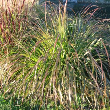 Pennisetum alopecuroïdes National Arboretum - Chinese Fountain Grass