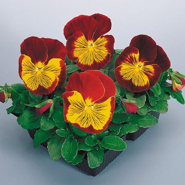 Viola x wittrockiana Cats Red & Gold - Pansy