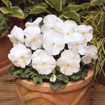 Viola Matrix White - Medium-flowered Pansy