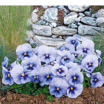 Viola (x) witrockiana inspire Metallic Blue Blotch